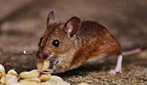 24 Hour & Emergency Exterminators in South Zanesville, OH